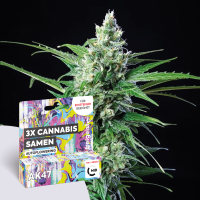 freigeist - Hanfsamen Autoflowering - AK47