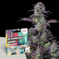 freigeist - Hanfsamen Autoflowering - Blueberry
