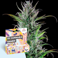 freigeist - Hanfsamen Autoflowering - Northern Lights