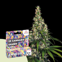 freigeist - Hanfsamen Feminisiert - Amnesia