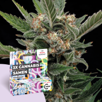 freigeist - Hanfsamen Feminisiert - Gorilla Glue