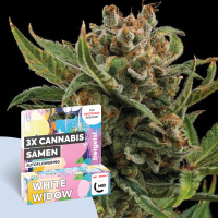 freigeist - Hanfsamen Feminisiert - White Widow