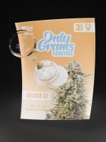 OnlyGrams Genetics Feminisiert - Gelato 37
