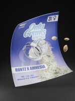 OnlyGrams Genetics Feminisiert - Runtz X Amnesia